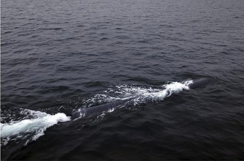 تصعيد متواصل.. كوريا الشمالية تختبر غواصة مسيرة لشن هجوم نووي