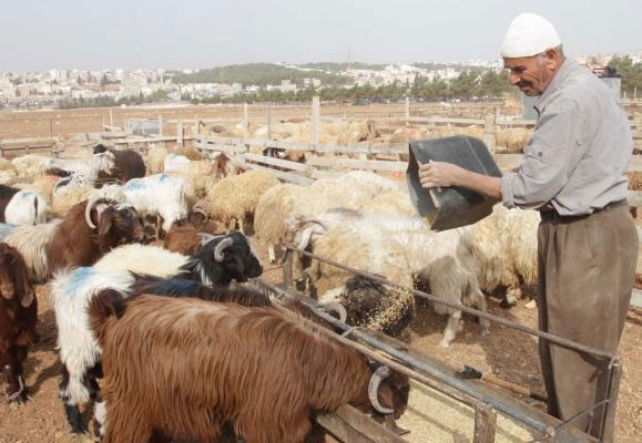 تخفيف آثار الجفاف.. توزيع 443 ألف قنطار من الأعلاف على مربي الماشية بجهة مراكش