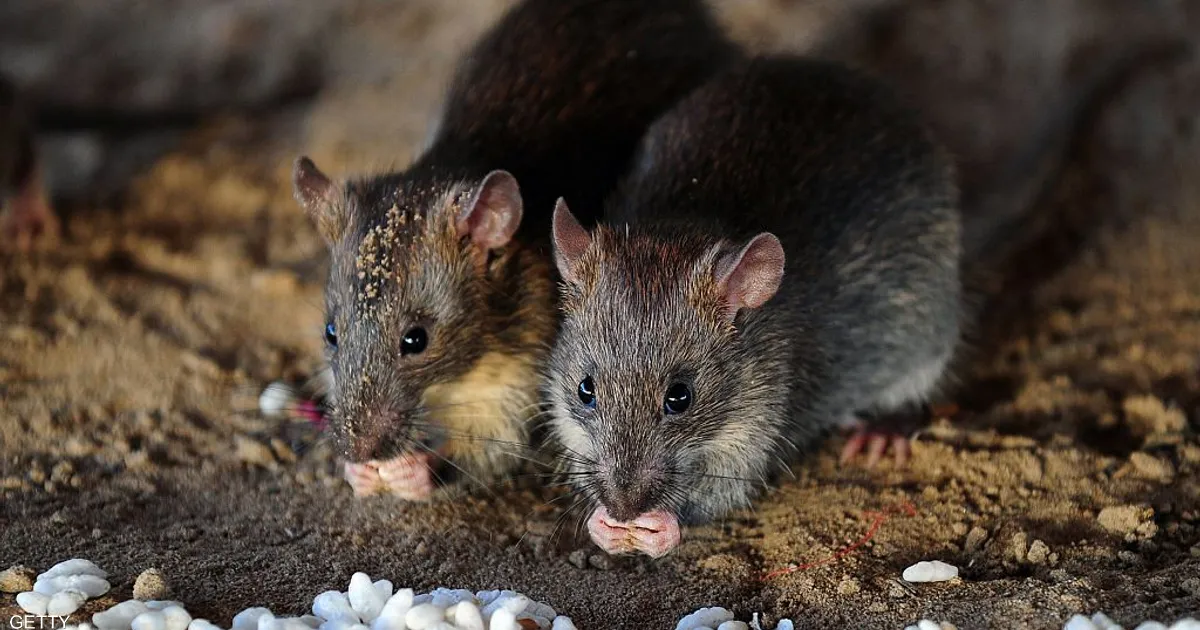 نيويورك..انتشار سلالة غير معروفة لكورونا بين "الفئران"