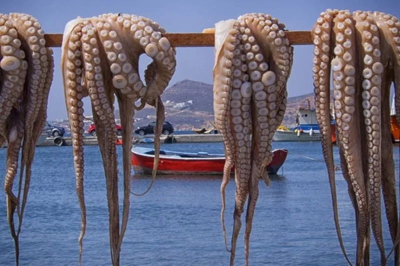 تدابير مراقبة جديدة لمحاصرة المتلاعبين بصيد الأخطبوط