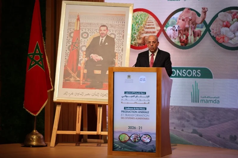 البواري: الإنتاج الحيواني دعامة أساسية للاقتصاد الفلاحي بالمغرب