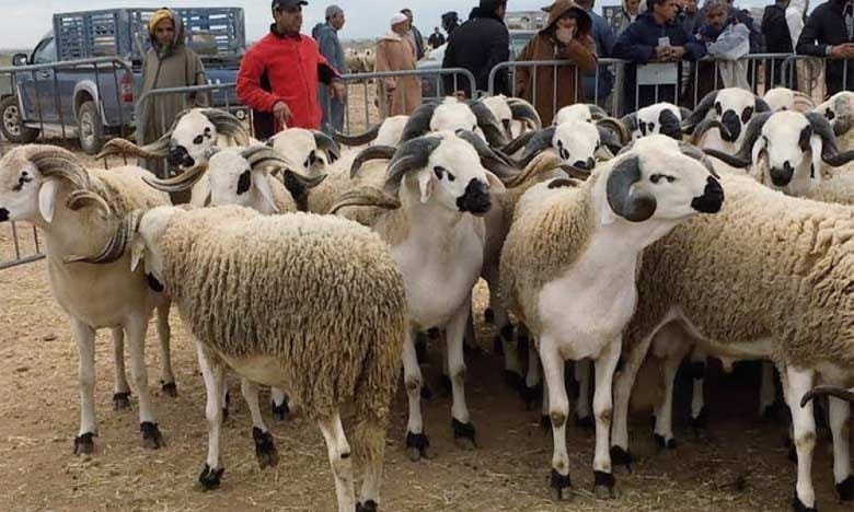 عيد الأضحى.. "الصردي" يهيمن على الطلب في الأسواق