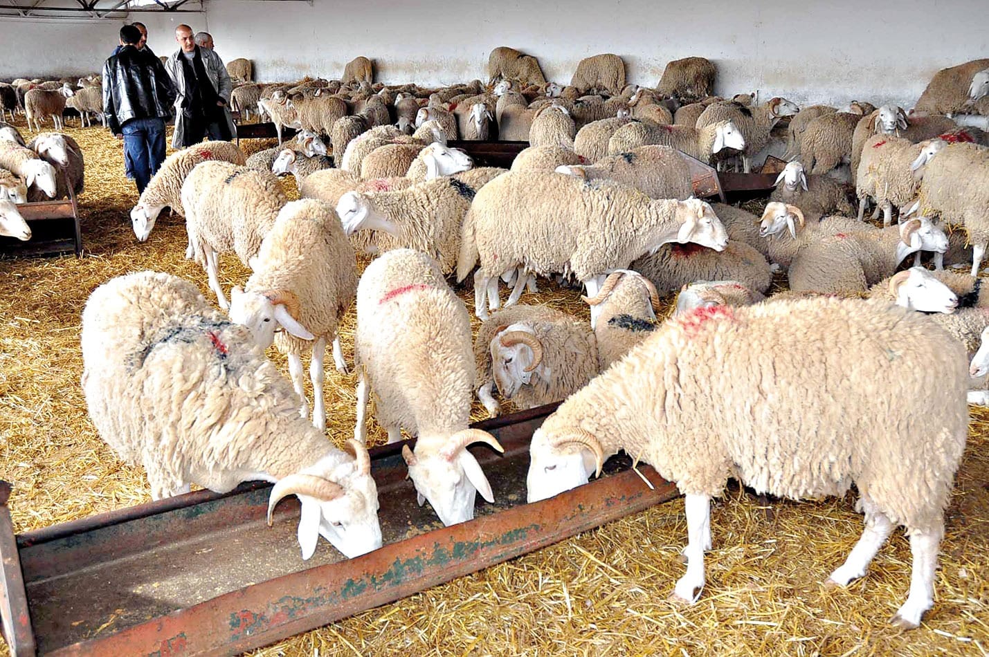 تأمين أسواق الأضاحي يستنفر الداخلية