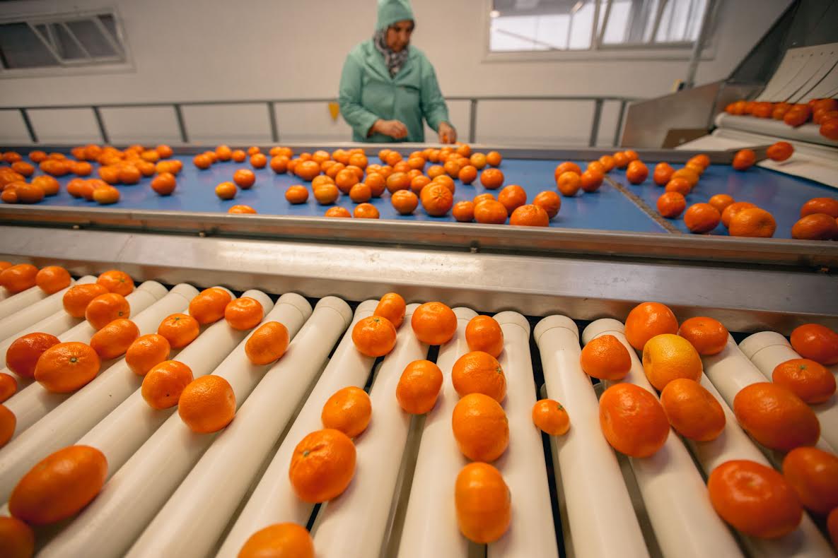 هيئة أوربية عليا تحمي صنف "مندرين" مغربي من الاستغلال الإسباني