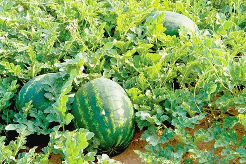 تعافي صادرات البطيخ المغربي في 2025 بنمو قدره 54%