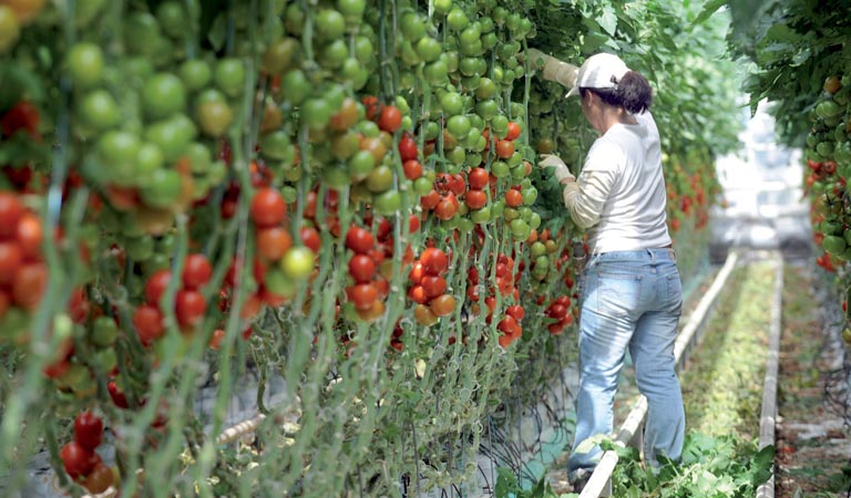 نمو قياسي لصادرات المغرب الفلاحية نحو إسبانيا