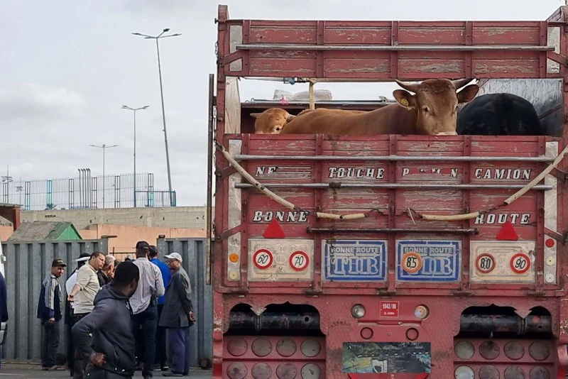 الحكومة ترفع تعليق الرسوم على استيراد الأغنام والماعز والحليب المجفف نهاية شتنبر المقبل
