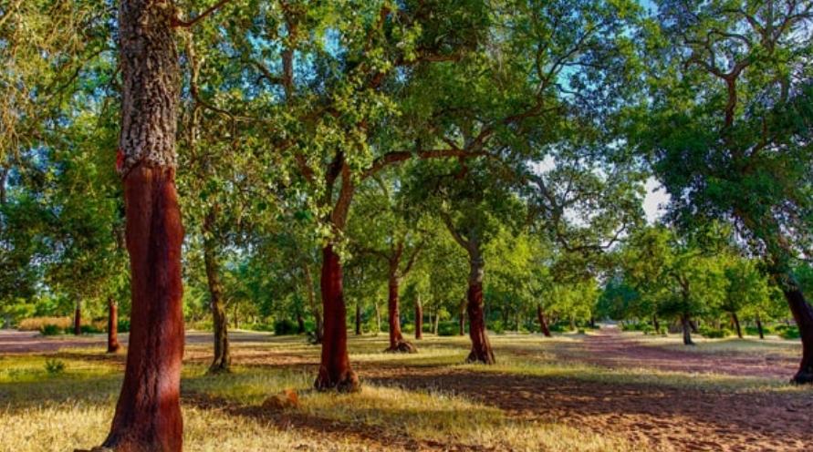 مطالب بتسريع تعزيز استقرار القطاع الغابوي اقتصاديا