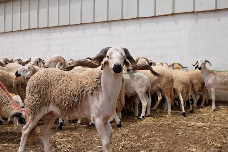 غلاف مالي بـ5,5 مليارات درهم لدعم القطيع الوطني.. التفاصيل