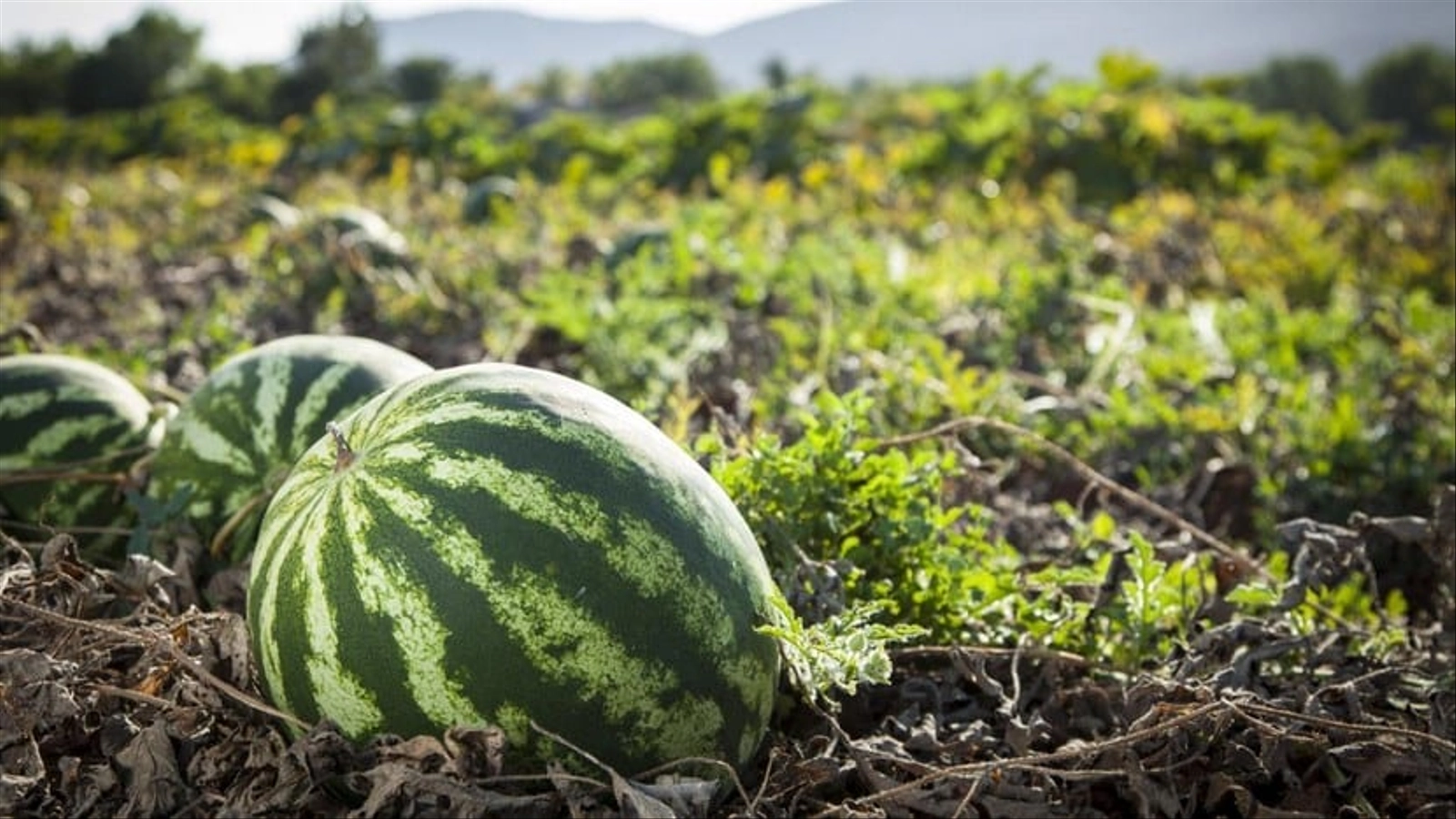 بسبب ندرة المياه.. الحكومة توقف الدعم عن زراعة البطيخ والأفوكادو