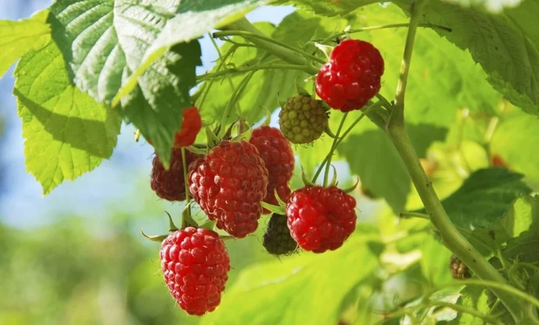 المغرب يسجل رقمًا قياسيًا جديدًا في تصدير التوت الأحمر