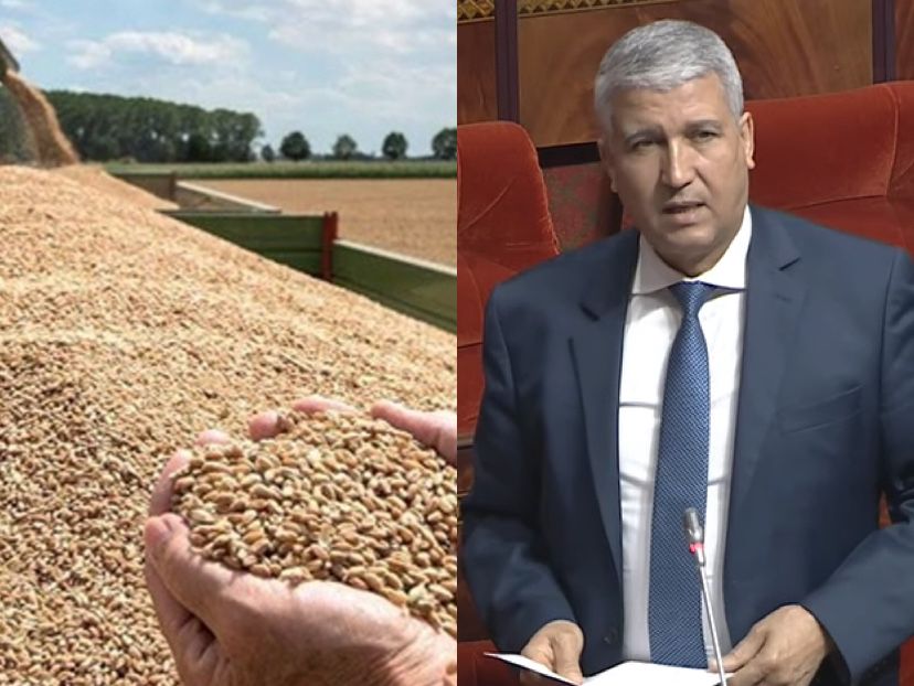 غلاء بذور الحبوب وضعف جودتها يجران صديقي إلى البرلمان