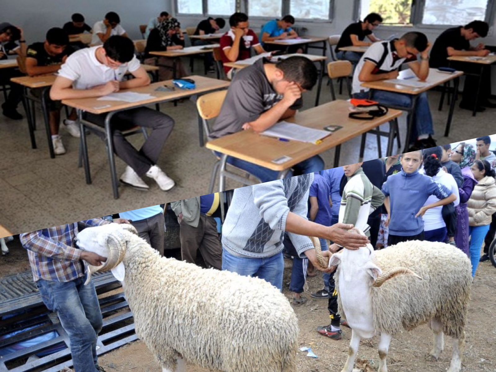 الباكالوريا والأضاحي على طاولة المجلس الحكومي