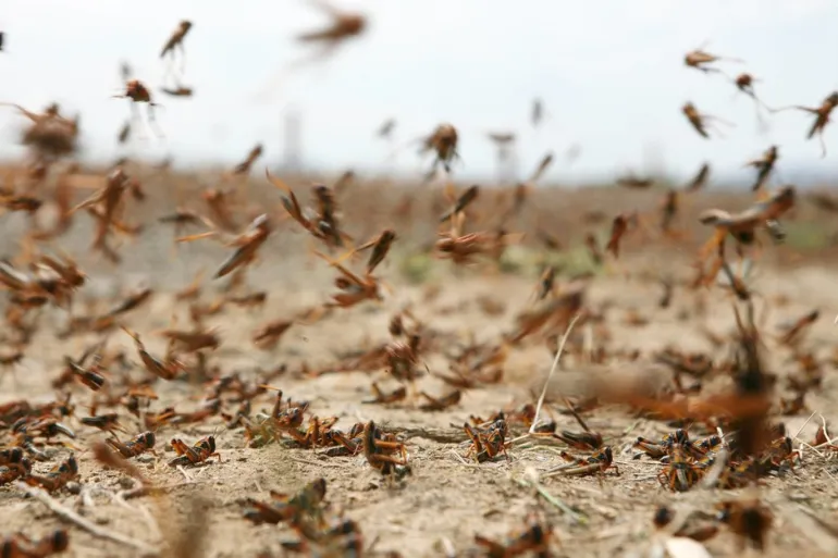 "الفاو"تدعو إلى تعزيز عمليات مكافحة الجراد الصحراوي بالمغرب