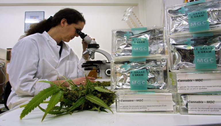 إحداث مختبر أبحاث لتنمية نوعية القنب الهندي نواحي الحسيمة