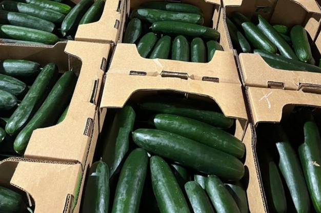 71% من واردات الخيار بإسبانيا مصدرها المغرب خلال 2025