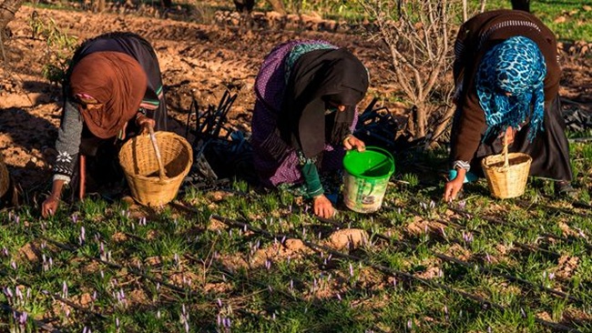سوق الشغل: تعزيز مشاركة نساء العالم القروي يحقق أزيد من 25 مليار درهم