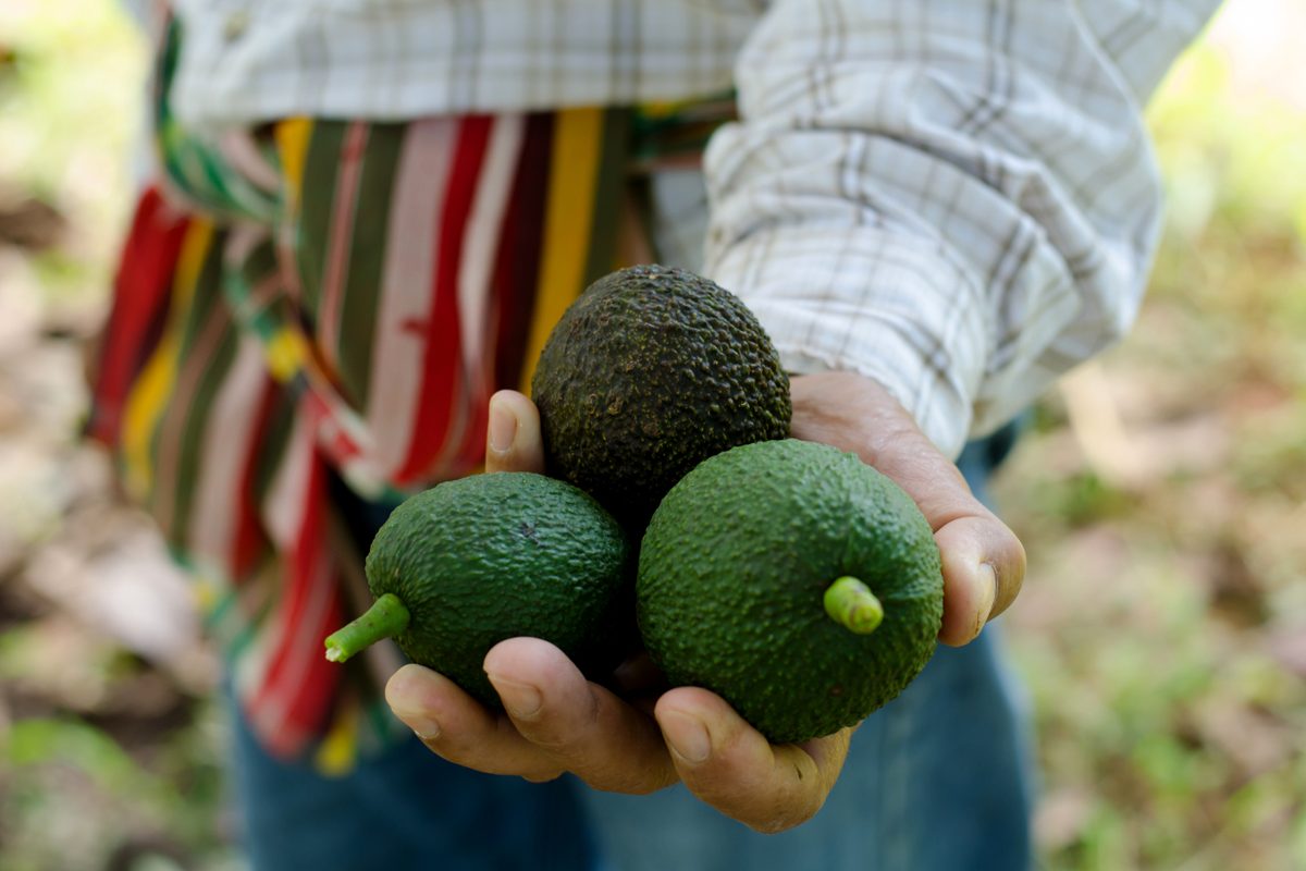 برلمانية تنتقد حماية أخنوش لـ"الأفوكادو"