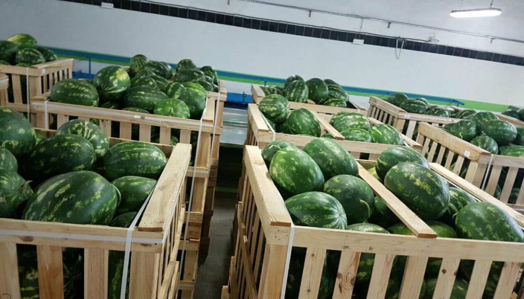 انتعاش صادرات البطيخ المغربية ..رغم عدم وصولها إلى أرقامها المعهودة