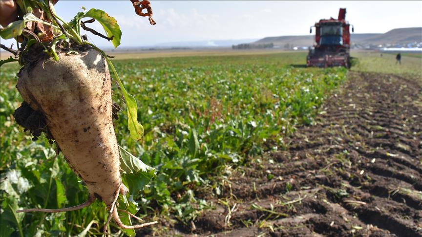الموسم الفلاحي بجهة بني ملال.. تراجع المساحة المزروعة بالشمندر السكري بأزيد من 50 ٪
