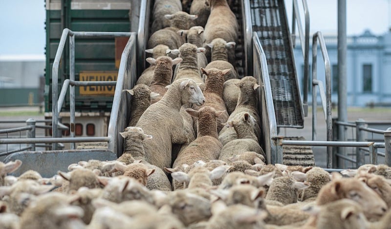 الحكومة تصرف 437 مليون درهم على الدعم الاستثنائي لاستيراد الأغنام