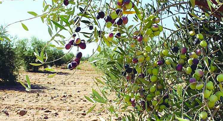 فوكس يتهم أوروبا بدعم الفلاحة المغربية وتدمير الزراعة في الأندلس