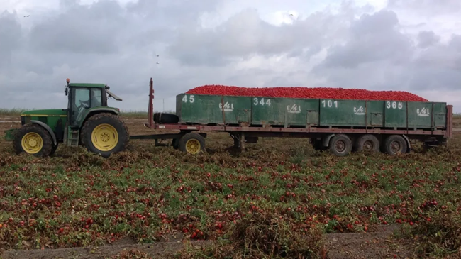 المغرب يطيح بإسبانيا كثاني أكبر مورد للطماطم إلى أوروبا