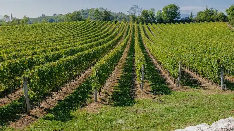 الأمطار تنهي سنوات الجفاف وتثير تحديات جديدة أمام الفلاحين وجودة الصادرات