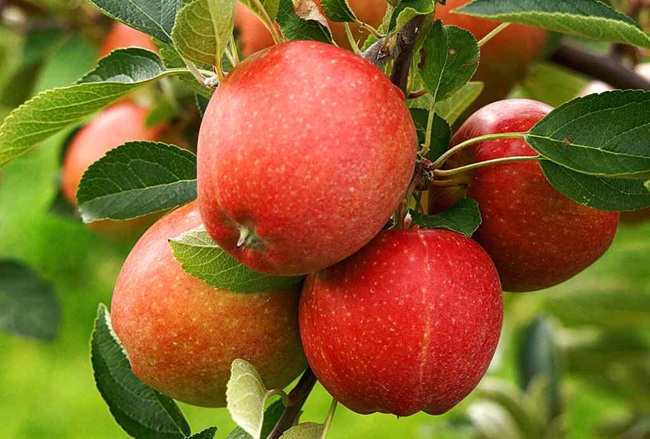 آسني.. ارتفاع في محصول التفاح وتحسن في وضعية المياه عقب زلزال الحوز