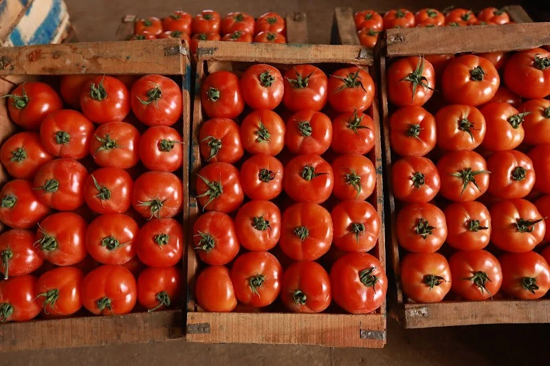 المغرب يتصدر موردي الطماطم إلى الاتحاد الأوروبي بنسبة 70,6%