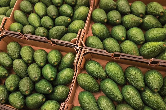 البيرو تزاحم المغرب وتعيد خلط أوراق سوق الأفوكادو الأوروبي