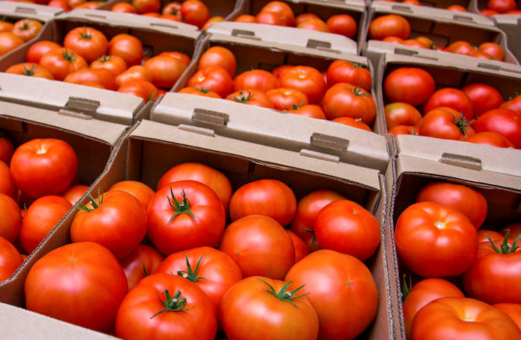 رغم التحديات.. المغرب يعزز حصته في سوق الطماطم الأوروبي