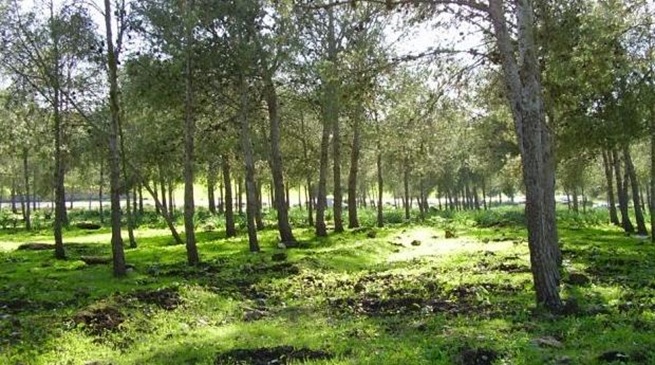 استثمارات تقدر بـ 1,25 مليار درهم لدعم إستراتيجية "غابات المغرب 2020-2030"