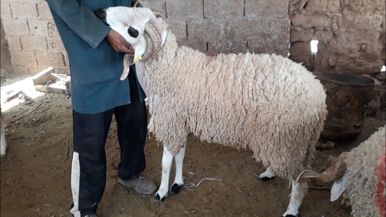 إعلانات للاستفادة من "دعم" شراء الأضاحي.. الحكومة توضح