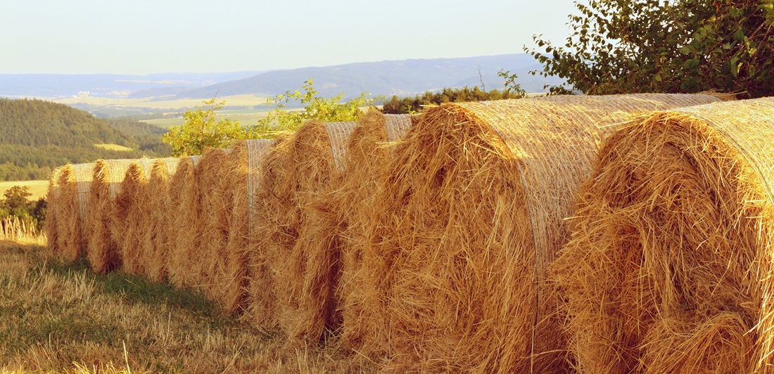 التبن البرازيلي.. حل مؤقت لأزمة الأعلاف أم تهديد للإنتاج المحلي؟