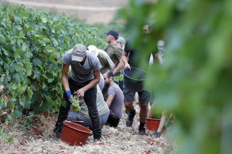 استئناف استقدام العمال المغاربة إلى الحقول الإسبانية