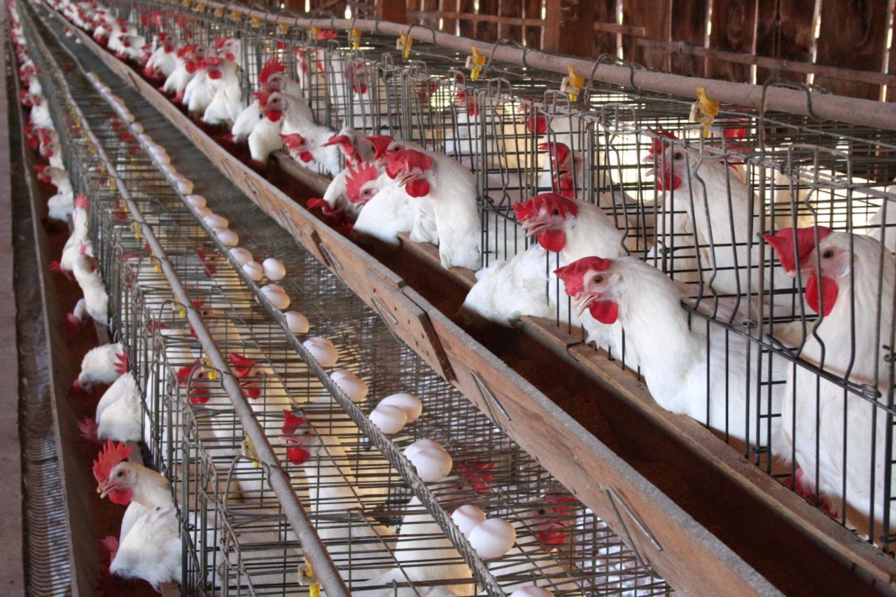 صديقي: غلاء البيض والدجاج مستورد