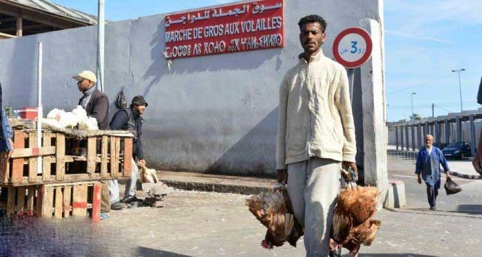 مجلس البيضاء يرسب في امتحان ترحيل سوق الدواجن