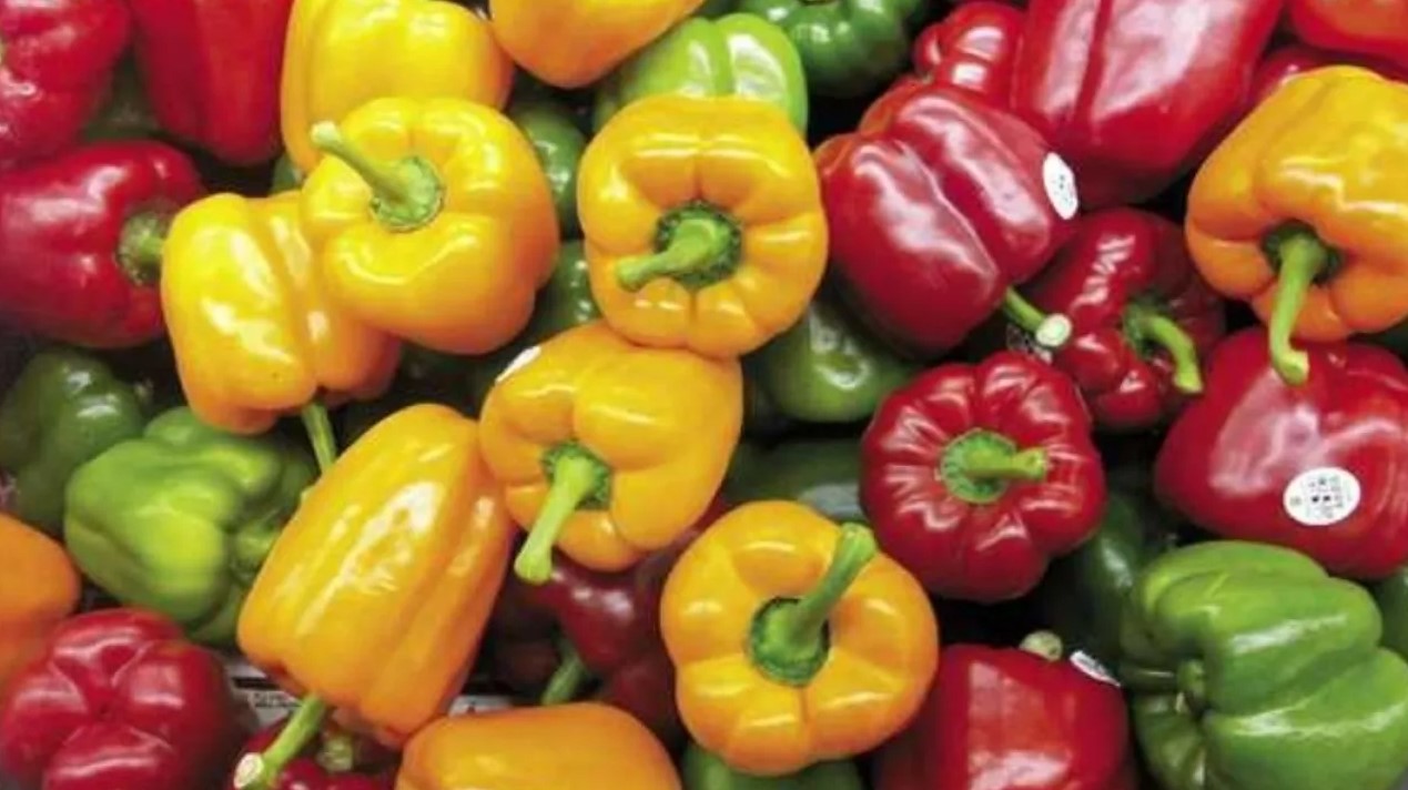 في عز غلاءه بالأسواق.. الفلفل المغربي الأرخص في أوربا بأقل من أورو للكيلوغرام