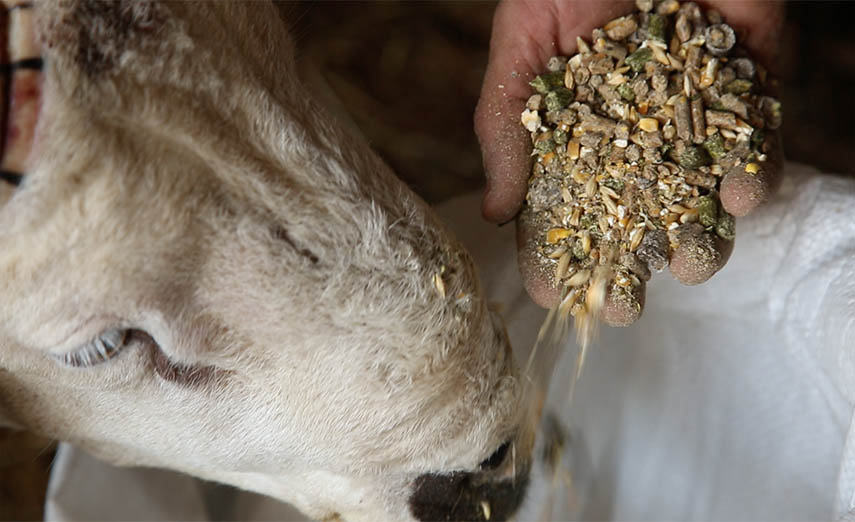 مخاطر "اخضرار" الأضاحي.. "أونسا" أتلفت 259 طنا من مخلفات الدواجن