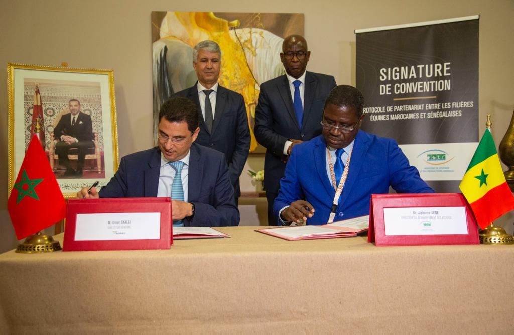 اتفاقية شراكة لتعزيز التعاون المغربي السينغالي في مجال تربية الخيول