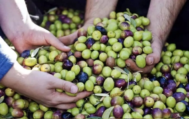 رغم تقييد تصديره.. أسعار الزيتون تشتعل في الأسواق