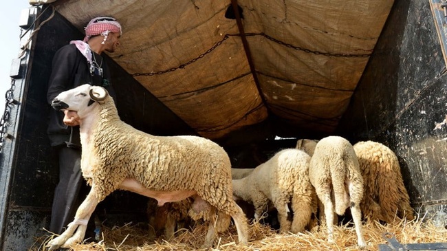 ثلاث مرات من قبل.. عندما ألغى المغرب شعيرة أضحية العيد لظروف مماثلة