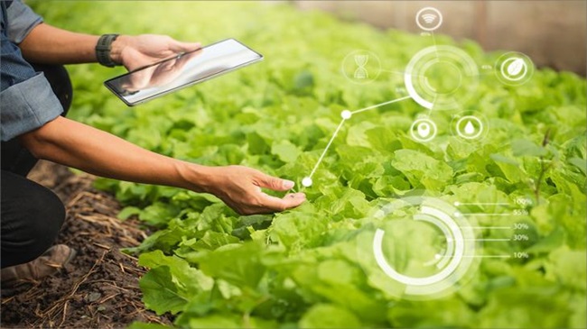 هكذا يعيد الذكاء الاصطناعي تشكيل مستقبل الفلاحة في المغرب