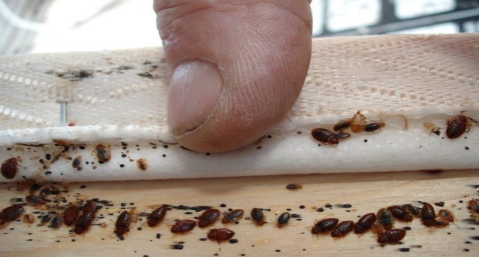 لمنع تسرب "بق الفراش".. هذه تفاصيل عمليات المراقبة في ميناء طنجة المتوسط