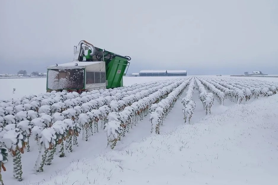 الاضطرابات المناخية تسرع تعزيز دور المغرب كمورد رئيسي للكرنب الأخضر نحو أوروبا