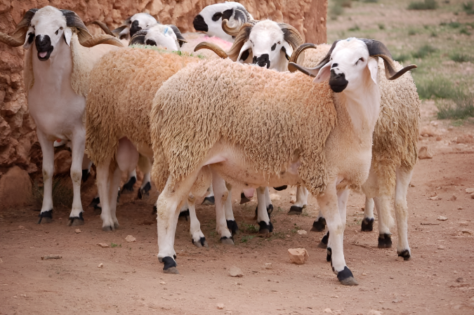 الشروع في تنزيل برنامج دعم مربي الماشية وإعادة تكوين القطيع الوطني