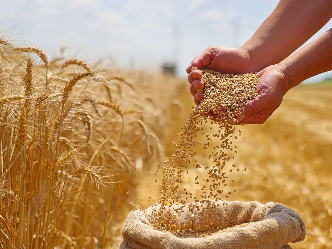 قرار حكومي جديد لتنظيم تسويق القمح اللين الموجه لصناعة الدقيق المدعم