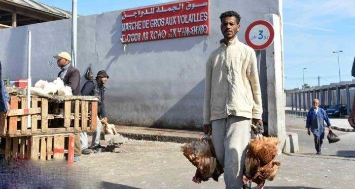 بعد فشل مشروع ترحيل سوق الدواجن.. الجماعة تسترجع ما تبقى من اعتمادات مالية منحت إلى "الدار البيضاء للخدمات"
