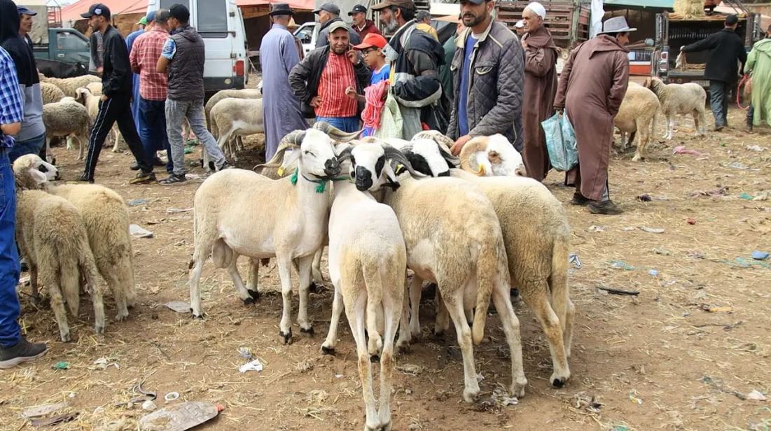 رقم معاملات عيد الأضحى يقفز إلى 1600 مليار وأسر الفلاحين المستفيد الأكبر